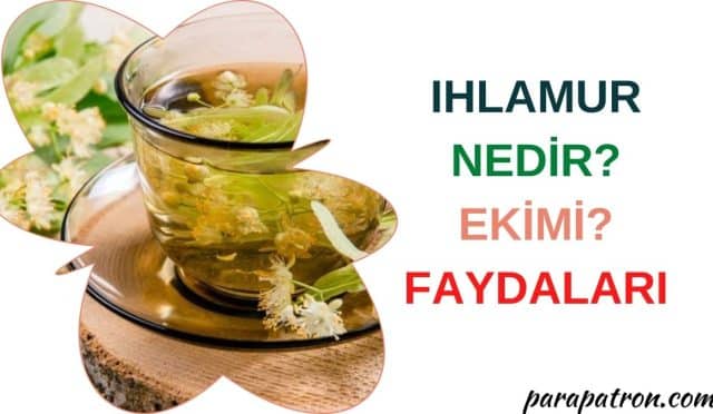 Ihlamur’un faydaları nelerdir?